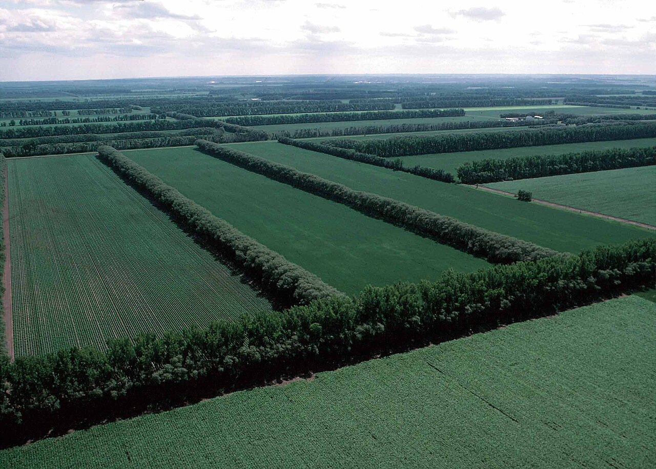Cortavientos junto a superficies agrícolas