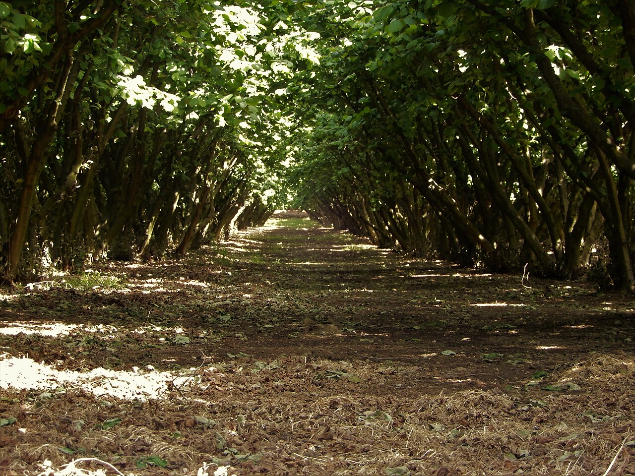 Pasillo de huerto de avellanos