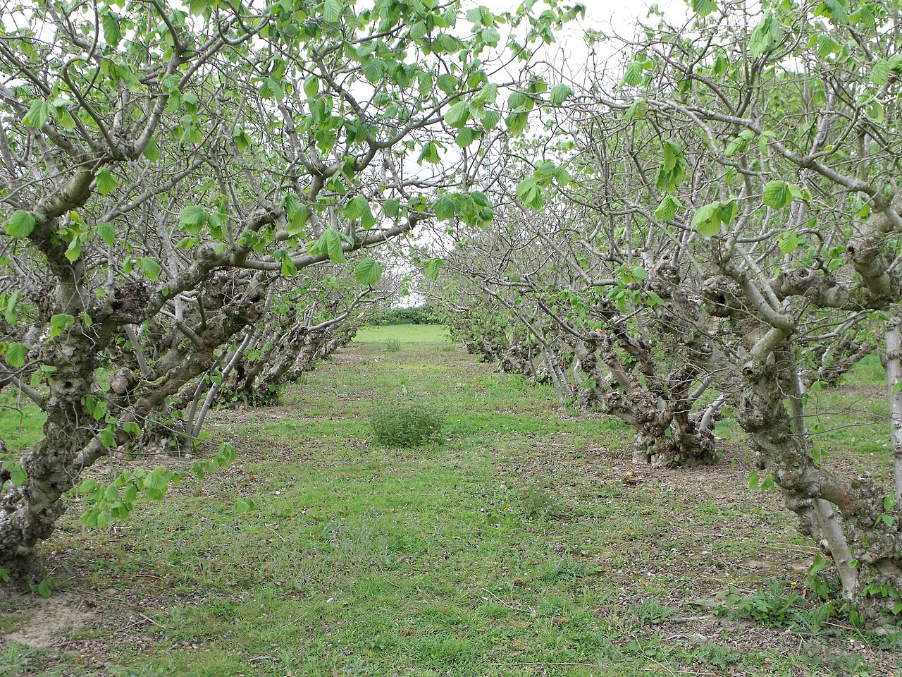 Plantación adulta de avellano con masa leñosa acumulada que fija carbono