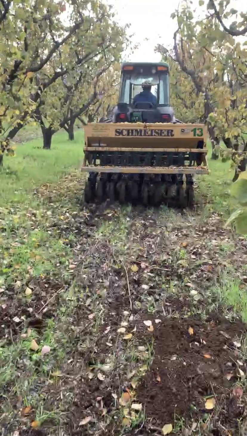 Siembra de cultivo de cobertura (cubierta herbácea en el interfilera) que devuelve carbono al suelo