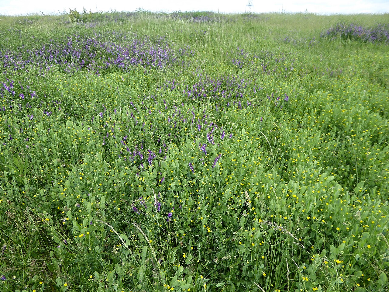 Mata de césped con veza villosa (Vicia villosa, flores violetas) y veza amarilla (Lathyrus aphaca, flores amarillas) — cobertura leguminosa que fija nitrógeno