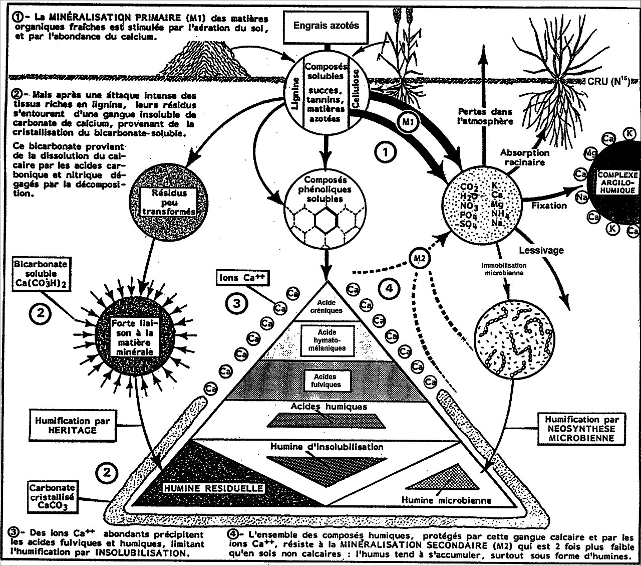 Formación de humus: descomposición de la materia orgánica en la capa del suelo