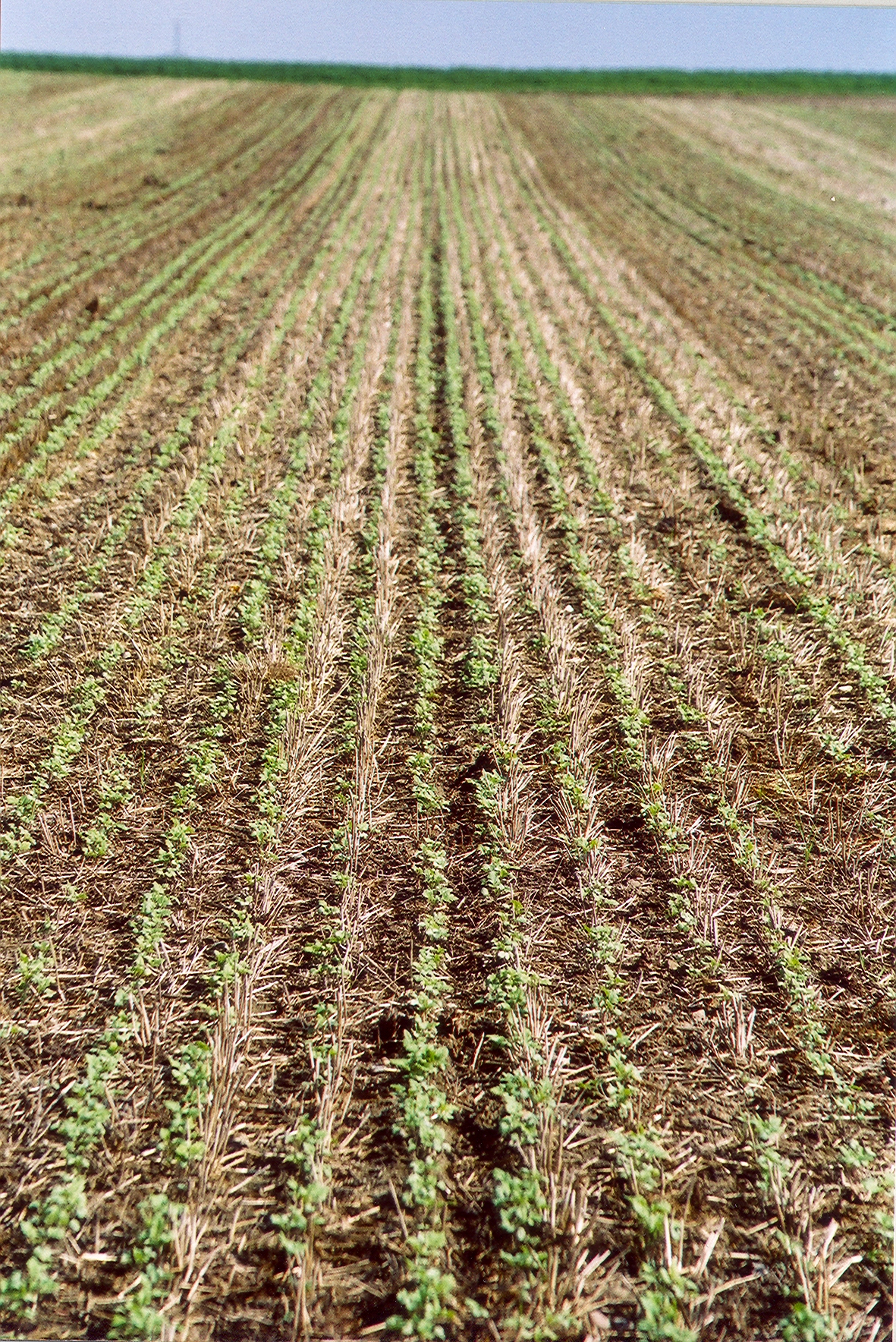 Mostaza blanca sembrada directamente después de un cereal como crucífera para cultivo de cobertura y descompactación