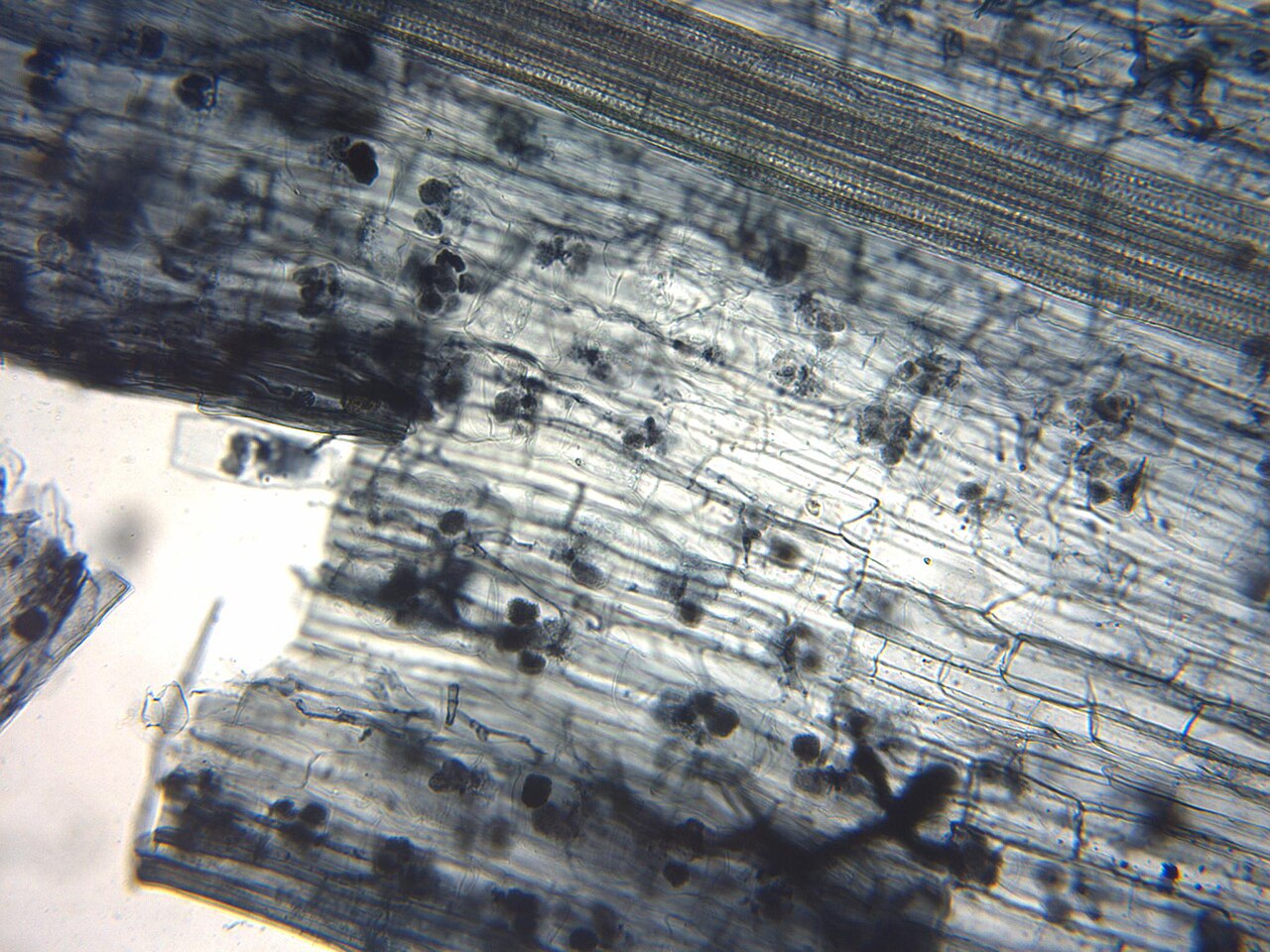 Micorriza arbuscular en la raíz bajo microscopio — simbiosis entre hongo y planta