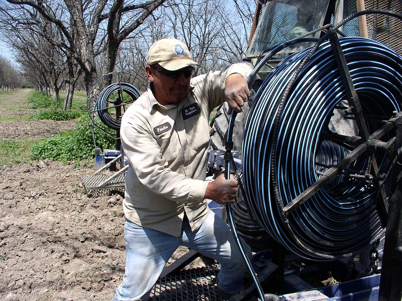 Instalación de tuberías de riego por goteo en el cultivo