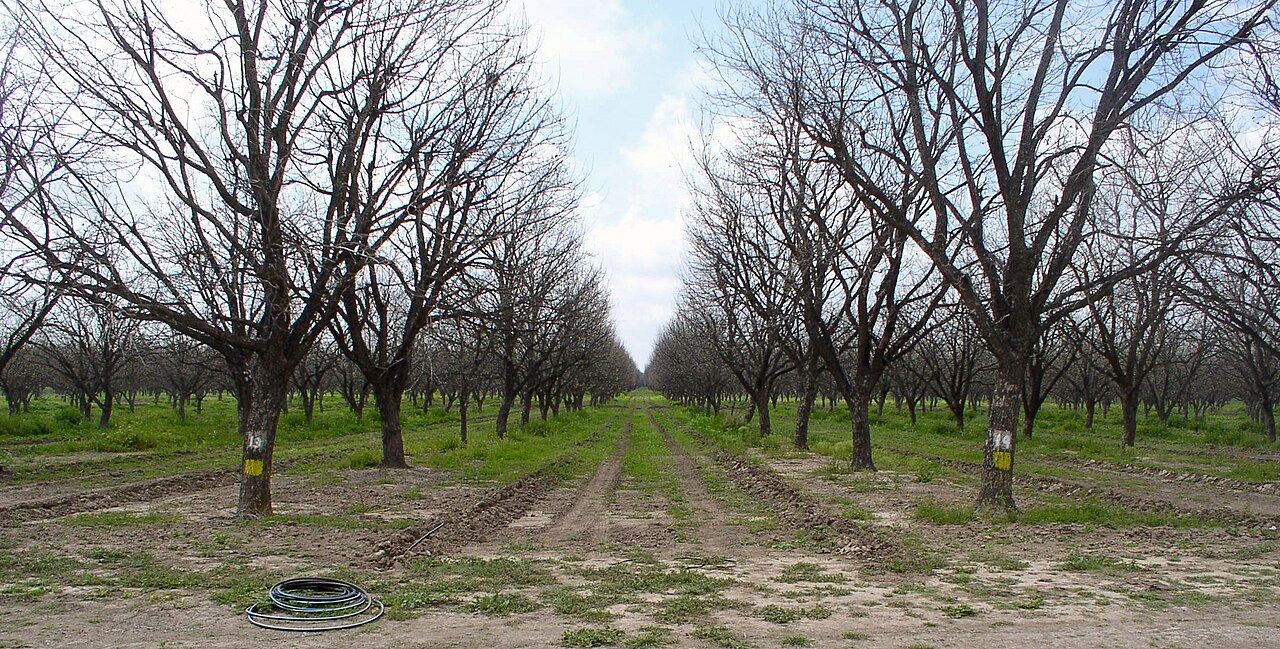 Plantación frutal con riego — ejemplo de una plantación cuyo riego se gestiona mediante modelos de balance hídrico y sensores